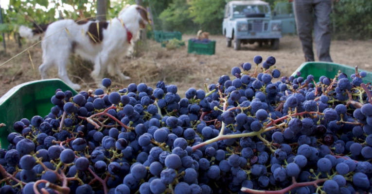 Jackson standing near a bunch of Red Grapes