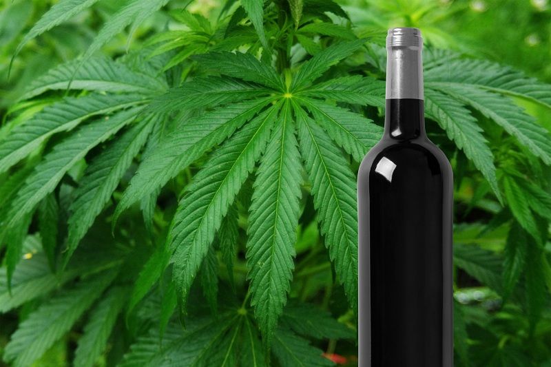 Photo for: Pairing Wine And Weed: Is It A California Dream Or Nightmare?